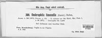 Discinella limosella image